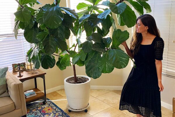 How to take care of a violin fig